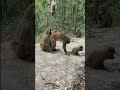 mother monkey have good feeling with mother monkey