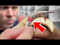 BABY SNAKE STUCK IN MOM!! WE SAVED HER LIFE!! | BRIAN BARCZYK