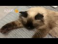 АСМР ОТ КОШЕЧКИ🐈НЕЖНОЕ МУРЛЫКАНЬЕ (видео по запросу) Глажу кошечку и шепчу😴