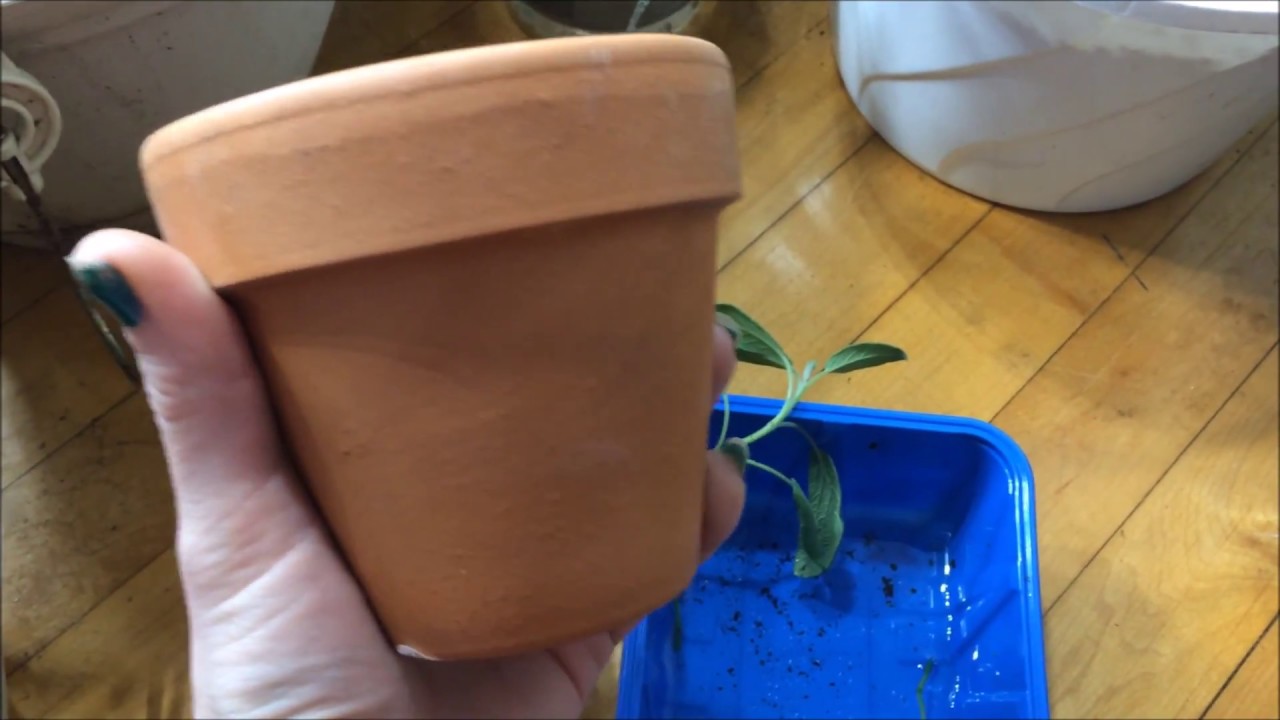 Rooting Sage Cuttings Easy