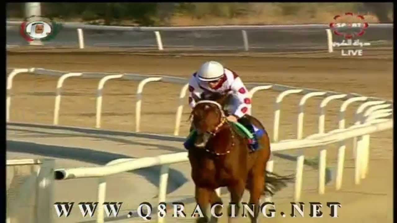 الجواد برنس راكان : لسطبل الحثلين