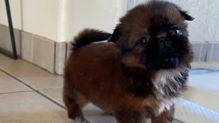 This Little Puppy want to run around the house | So Cute! ☺️ by Shih Tzus are the Best 2,463 views 3 months ago 1 minute, 17 seconds