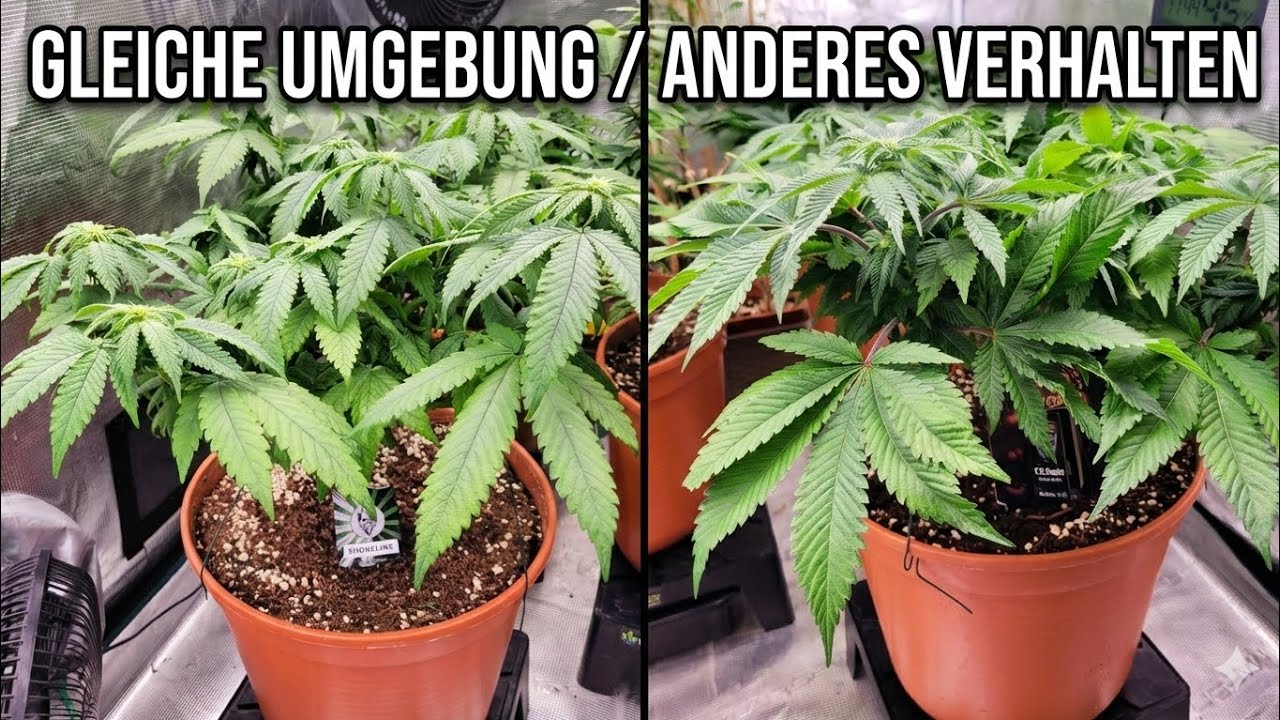 Zwei Genetiken – gleiche Umgebung | Pflanzenverhalten im Vergleich🌱✨️