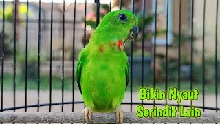 Suara Serindit Trotol Seperti ini Cocok Untuk pancingan Burung serindit yang Macet & Malas Bunyi
