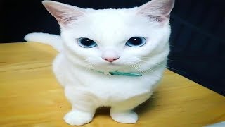 The best and coolest cats ❤️❤️ Cute cats Videos 2019 - The coolest thing your eyes will see by animal world 70 views 4 years ago 3 minutes, 18 seconds