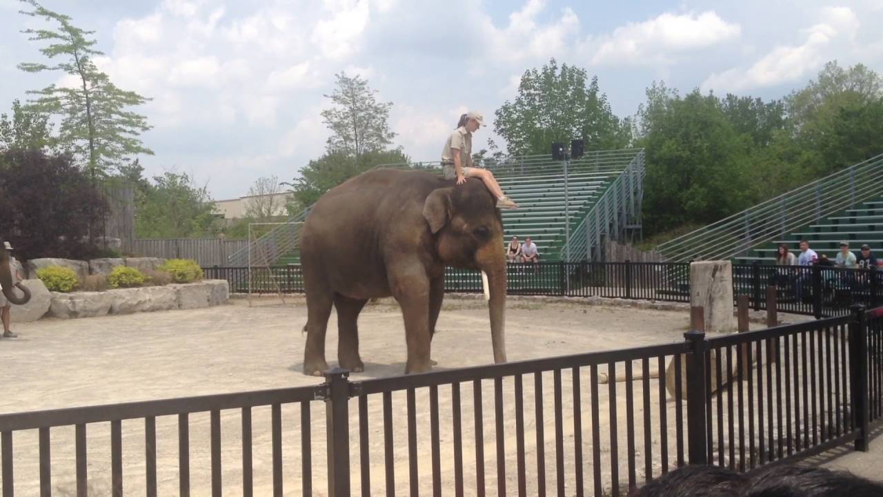 african lion safari elephants