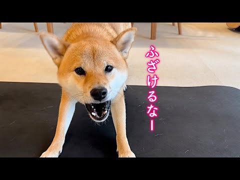 ついに反抗期を迎えてしまった柴犬が可愛い