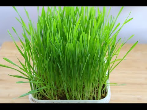 Wheatgrass - How To Grow Organic Wheatgrass At Home Without Soil & With Soil - Skinny Recipes