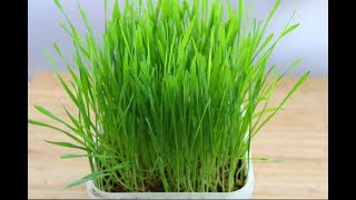 Wheatgrass  How To Grow Organic Wheatgrass At Home Without Soil & With Soil  Skinny Recipes