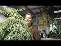 Most Wonderful Time  Of the Year  Harvesting Mugwort (Homestead Tessie Simple Mobile Home Living)