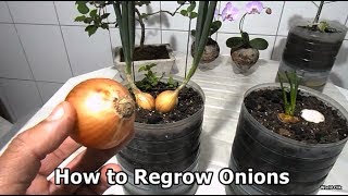 How to Regrow Onions