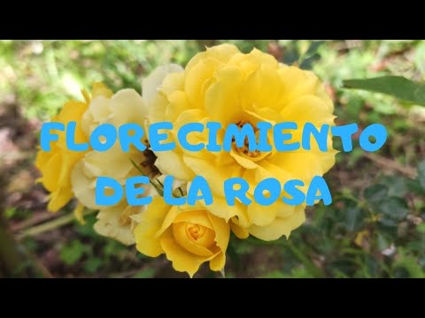 Florecimiento de la rosa - YouTube