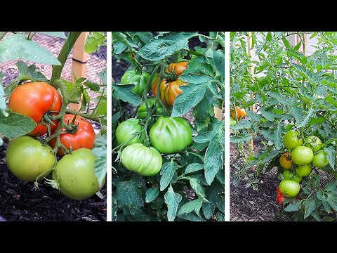 Video: Beefmaster Hybrids - Beefmaster Pomidor Bitkilərinə Qulluq