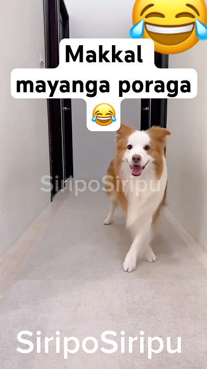 Makkal mayanga poraga 😂#siriposiripu #Lol #funny #Funnymemes #Comedy #Hilarious #Funnyvideos #Humor