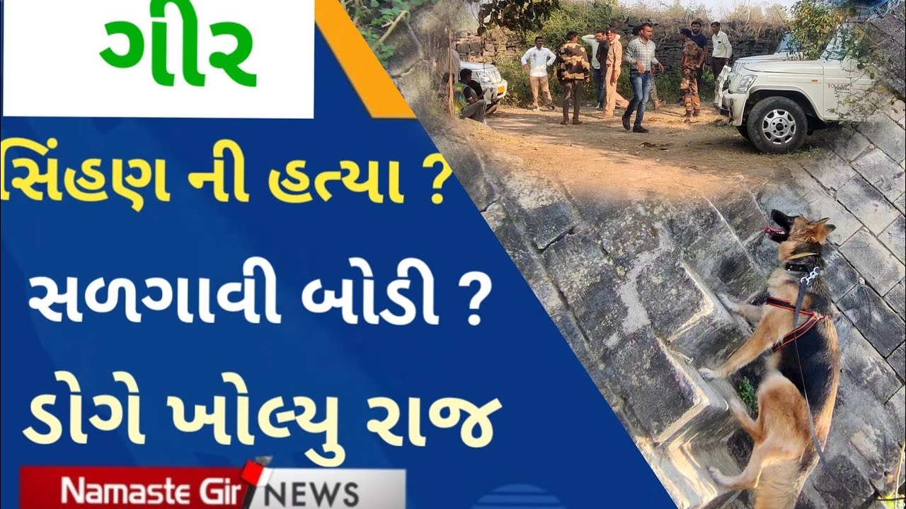 સિંહણ નું વીજ કરન્ટ થી મોત સળગાવી બોડી ? II GirSinhan #Lion #Gir #Crime #Criminal