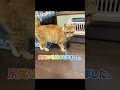 里親募集します。お問い合わせはお気軽に♪2025/11/18
