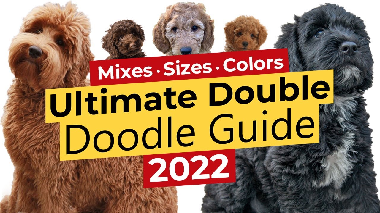 3. Goldendoodle Haircuts: The Ultimate Guide for Your Doodle's Hair - wide 5