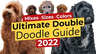 The Ultimate Double Doodle Guide 🐶📃 🔴2022🔴