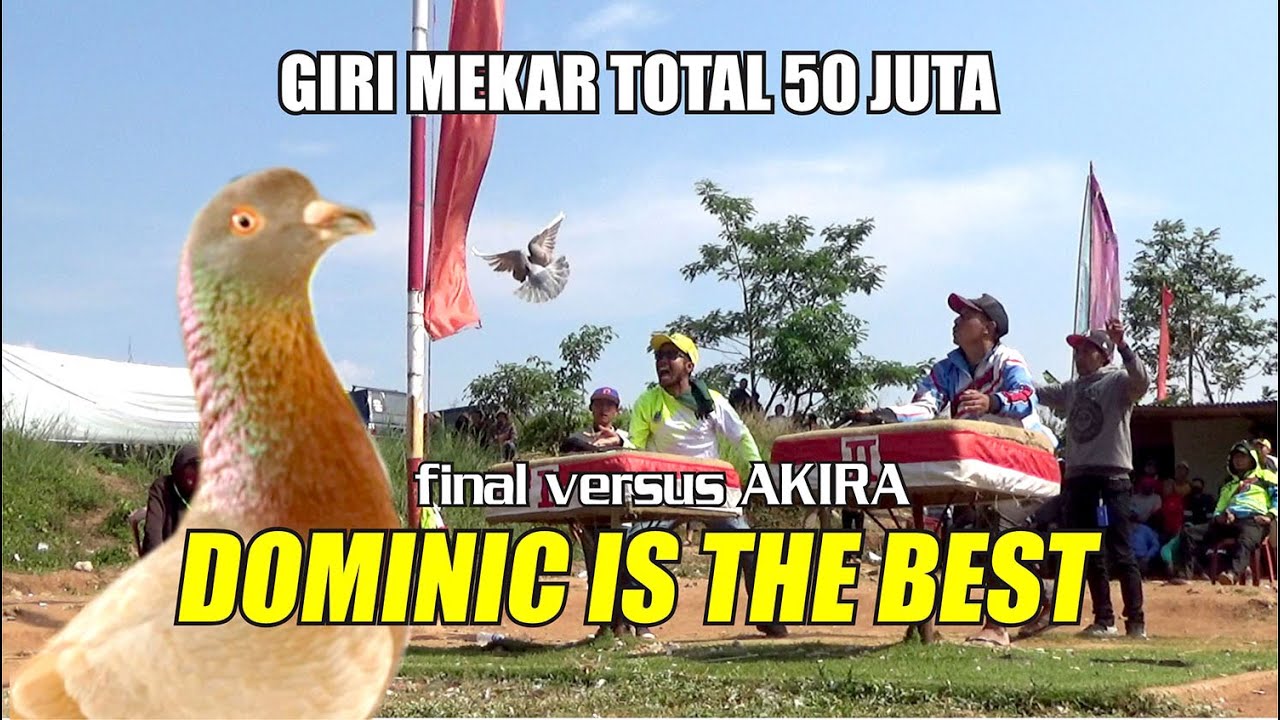 DOMINIC IS THE BEST DI TOTALAN 50 JUTA LAPAK GIRI MEKAR