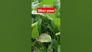 Thumbnail of Cara Budidaya Sawi Hijau #Tanpa Pindah Tanam....Bantu SUBSCRIBE YA Kalau Menurut  Segar