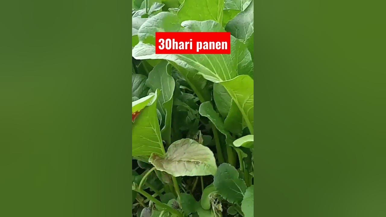 Cara Budidaya Sawi Hijau #Tanpa Pindah Tanam....Bantu SUBSCRIBE YA Kalau Menurut  Segar
