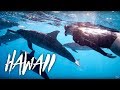 Epic Dolphin Swim in Hawaii w/ Julianne Hough, The Bucket List Family | Brooks Laich WP Ep 7
