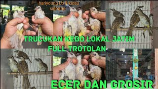 trucukan kebo lokal jatim full trotolan.hariyoung Lb & kicau sidoarjo