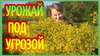 УЖАС ! Самый заросший огород ! УЖАС ! Самый заросший огород !