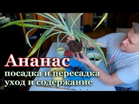 Как посадить ананас. Пересадка ананаса. Климат для выращивания ананасов. Полив и подкормка ананасов.