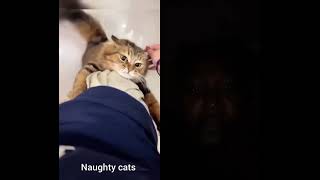 #cat #funny #cool #duet #lovely #comedy #wow #pets #memes #cute #besties #aww