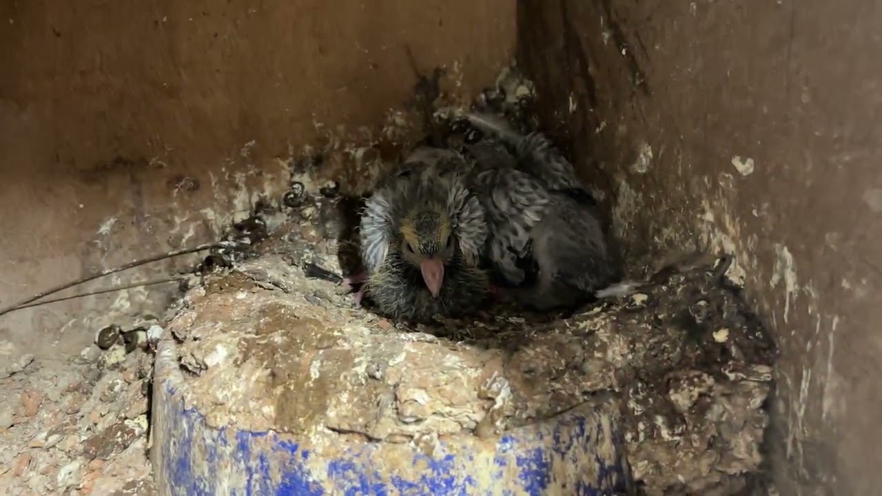 Asif khan 8445134134