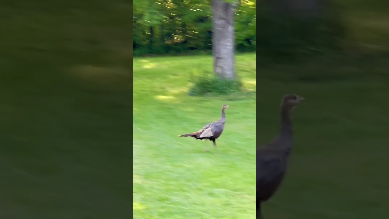 Brave Driveway Turkey has a Girlfriend?