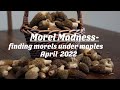 Morel Mania- Finding morels under maple trees in Washington state.