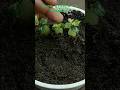 How to grow grapes in banana fast #trending #Indian #growth