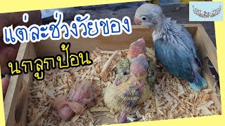 ช่วงวัยของลูกป้อนเลิฟเบิร์ด | แต่ละช่วงวัยมีชื่อเรียกว่าอะไรบ้าง? | LoveBird BaanSF