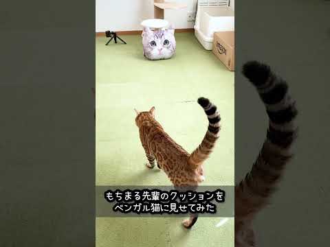 もちまる 先輩のクッション を見たベンガル猫 の反応 #shorts