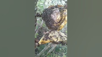 Cắt lấy mật 🐝 ruồi ở trên ngọn Cây #short