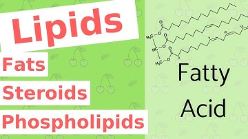Lipids | Fats, Steroids, and Phospholipids | Biological Molecules Simplified #4