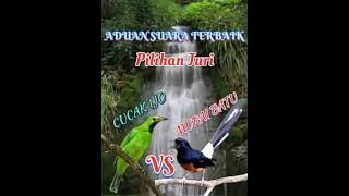 Cucak ijo vs murai batu || Aduan suara terbaik Penuh dengan isian terbaik juga