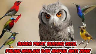 suara pikat segala jenis burung kecil ribut cocok buat mikat di kebun dan hutan jt19