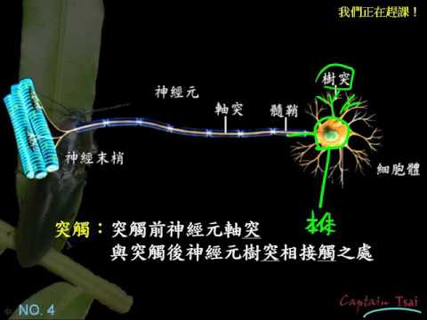 基礎生物3 5 02神經元一博