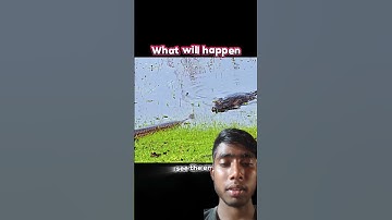 crocodile vs python #trending #animals #wildlife #crocodile #python #shorts #youtubeshorts #snake