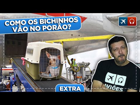 Vídeo: Transporte Do Cachorro Para A Dacha