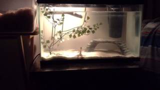 Spiny Softshell turtle Care