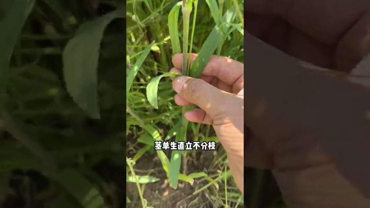 麦瓶草别名面条菜、米瓦罐，它是石竹科蝇子草属一年生草本植物，很多人误认为它是王不留行，其实并不是。