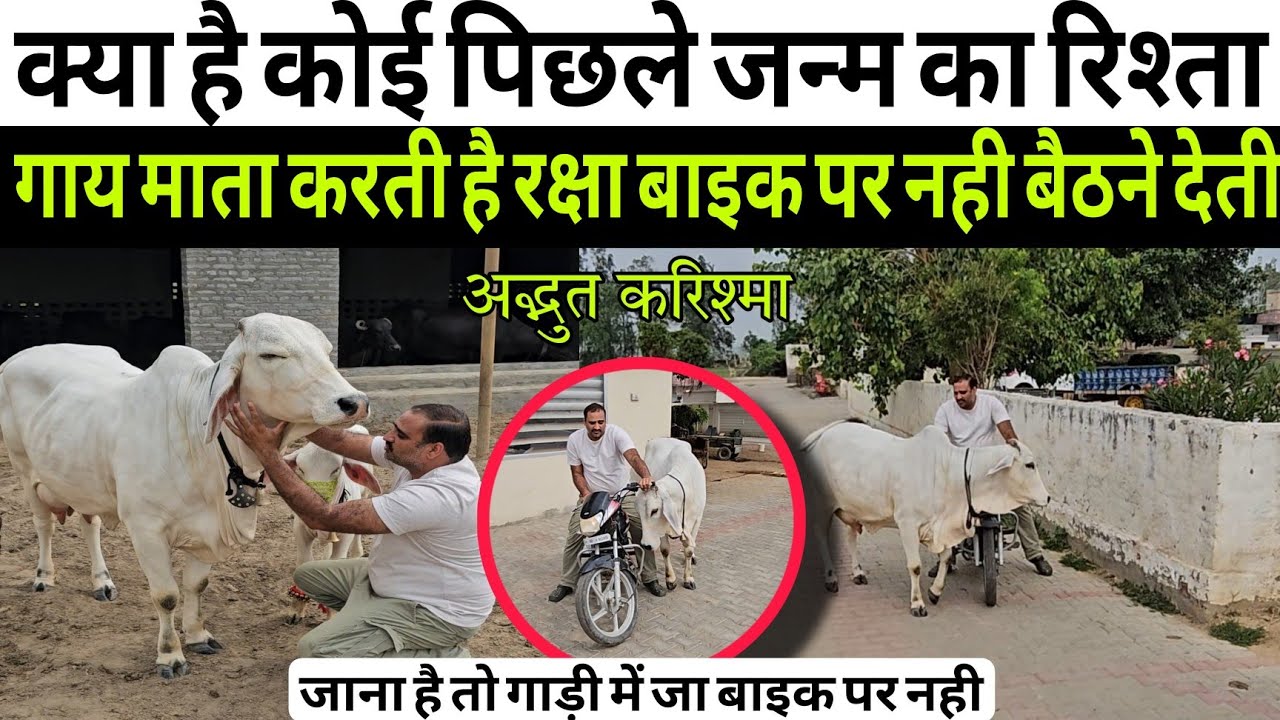 हरियाणा की अद्भुत गाय अपने सेवक को बाइक पर नही बैठने देती ,क्या पिछले जन्म का है कोई रिश्ता कॉमेंट