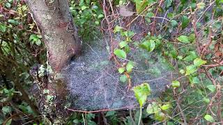 Spider-master running inside the tree