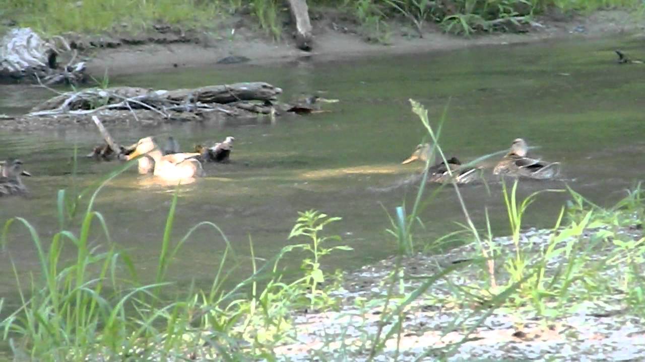Ducks in Mill Race River
