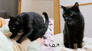 興奮しすぎて猫のお尻からアレが出ちゃいました...