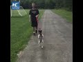 Adorable dog likes walking on two legs like humans Adorable dog likes walking on two legs like humans